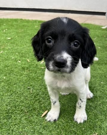 English springer spaniels for sale in Ashbourne, Derbyshire