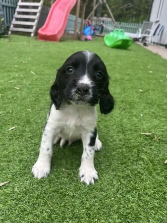 English springer spaniels for sale in Ashbourne, Derbyshire - Image 2