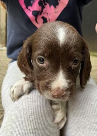 English springer spaniels for sale in Ashbourne, Derbyshire - Image 3