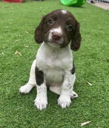 English springer spaniels for sale in Ashbourne, Derbyshire - Image 4