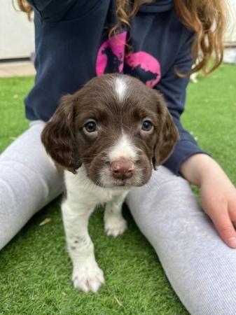 English springer spaniels for sale in Ashbourne, Derbyshire - Image 5