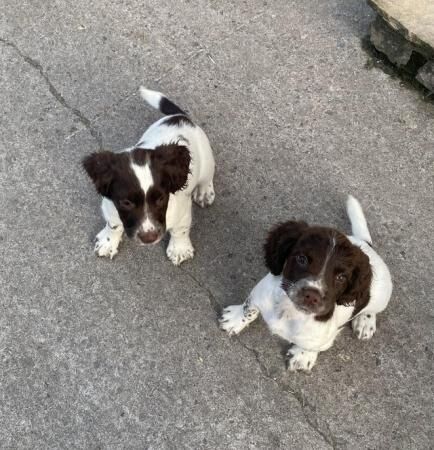 English Springer Spaniels for sale in Axbridge, Somerset