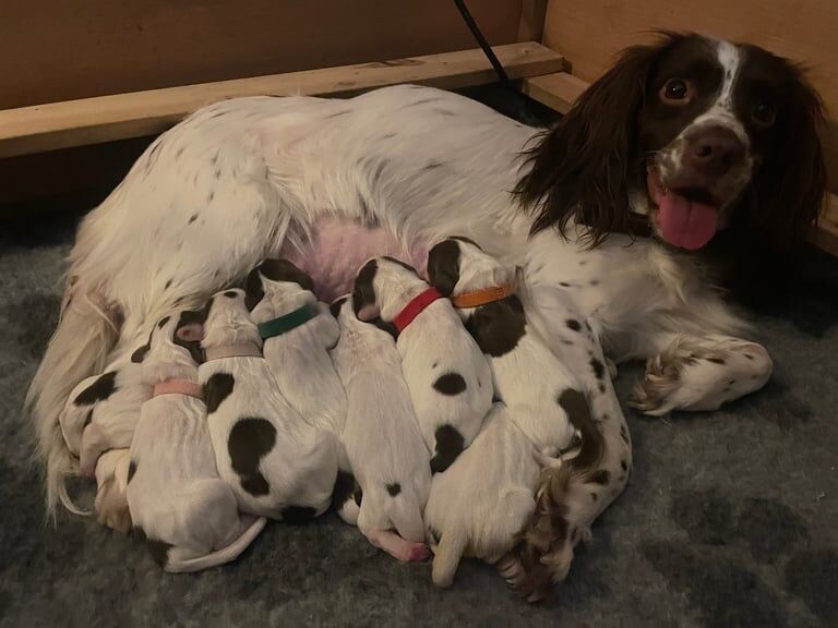 English Springer Spaniels for sale in Ilkeston, Derbyshire - Image 1