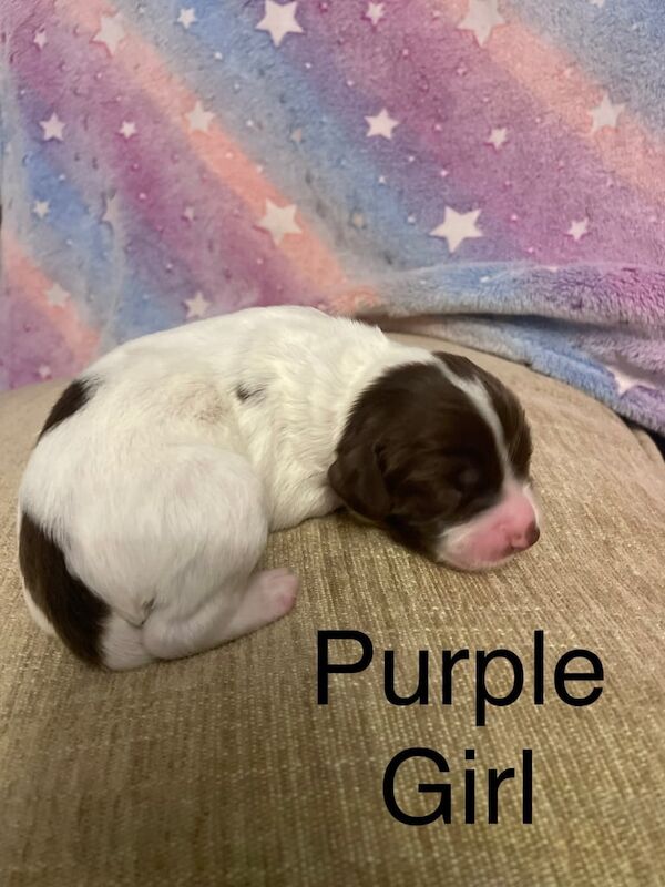 English Springer Spaniels for sale in Ilkeston, Derbyshire - Image 2