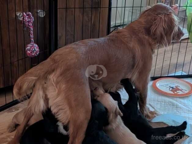 English springer spaniels for sale in Basildon, Essex