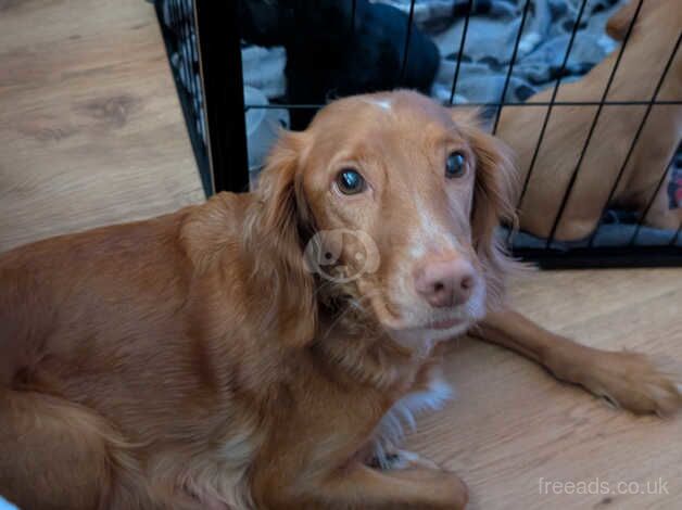 Springer Spaniel Puppies for sale in Essex