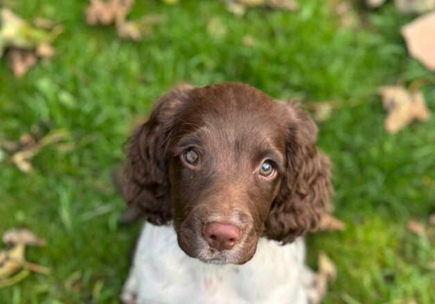 English Springer Spaniels for sale in Bradford, West Yorkshire