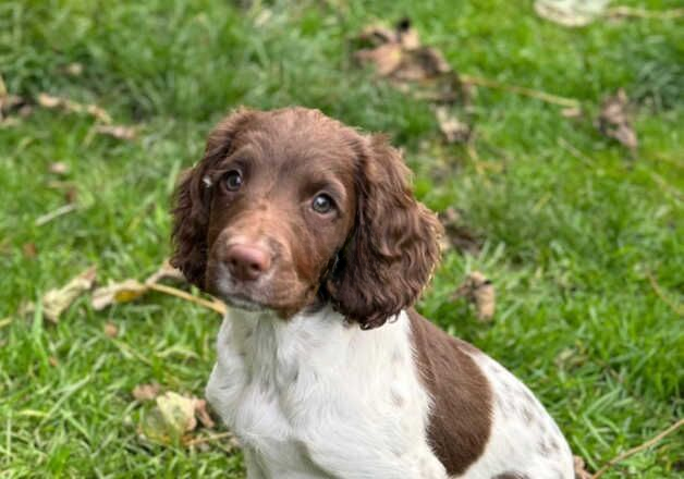 English Springer Spaniels for sale in Bradford, West Yorkshire - Image 2