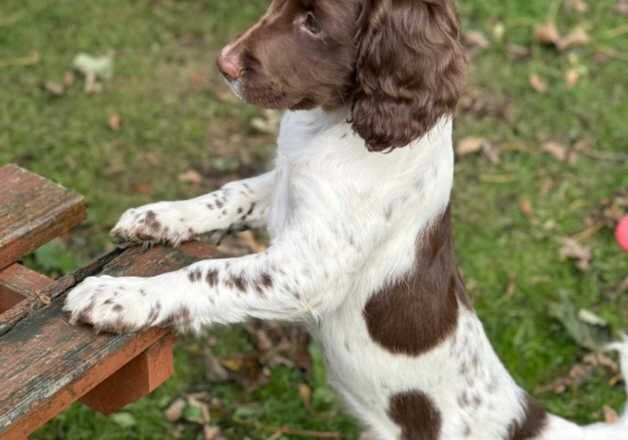 English Springer Spaniels for sale in Bradford, West Yorkshire - Image 3