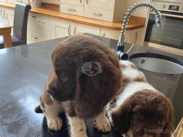 English springer spaniels for sale in Brierley Hill, West Midlands