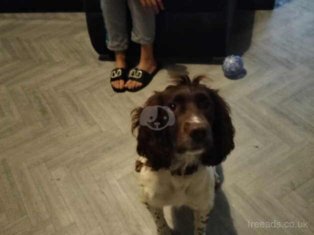 English springer spaniels for sale in Derby, Derbyshire