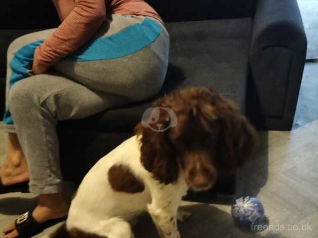 English springer spaniels for sale in Derby, Derbyshire - Image 2