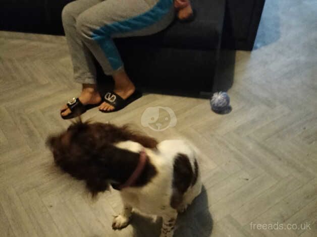 English springer spaniels for sale in Derby, Derbyshire - Image 3