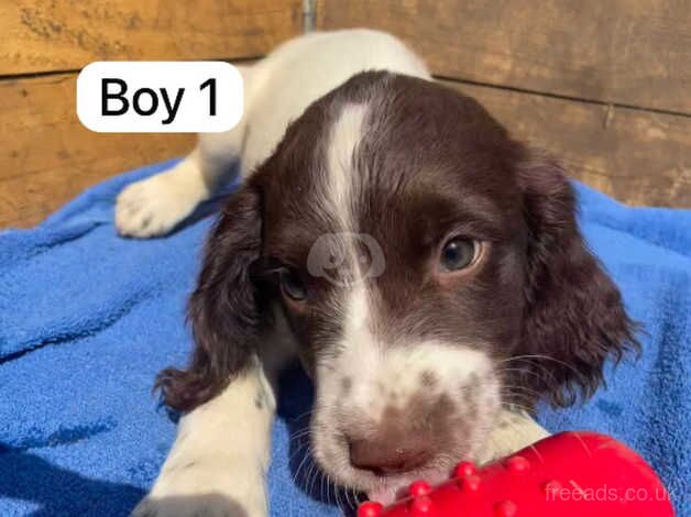 English Springer Spaniels for sale in Downham Market, Norfolk