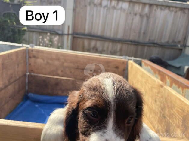 English Springer Spaniels for sale in Downham Market, Norfolk - Image 2