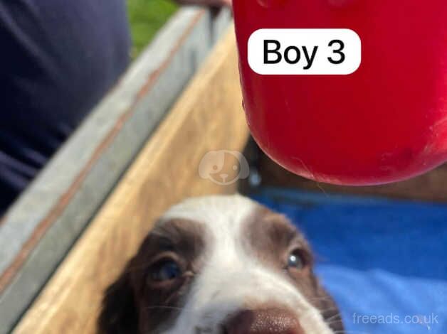 English Springer Spaniels for sale in Downham Market, Norfolk - Image 3