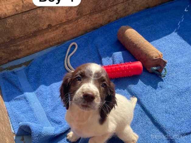 English Springer Spaniels for sale in Downham Market, Norfolk - Image 5