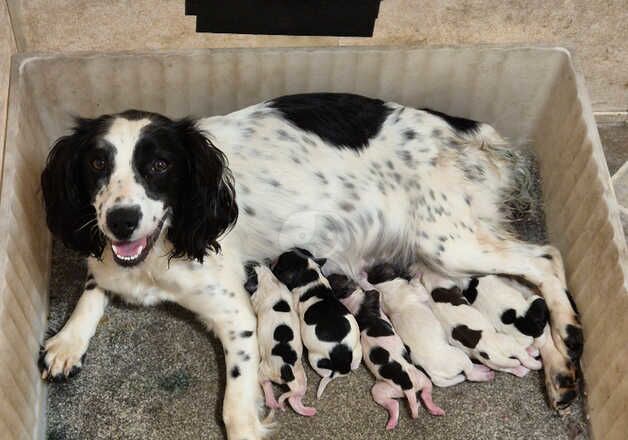 Springer Spaniel Puppies for sale in Cornwall