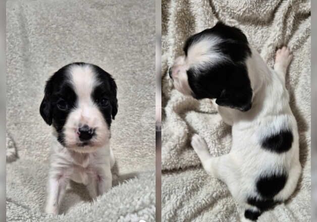 Springer Spaniel Puppies for sale