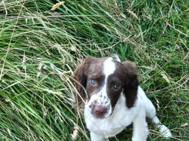 English Springer Spaniels puppies for sale in Coaley Peak, Gloucestershire