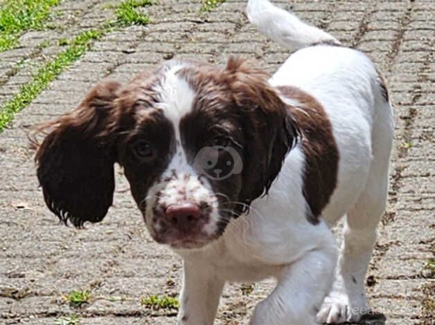 English Springer Spaniels puppies for sale in Coaley Peak, Gloucestershire - Image 2