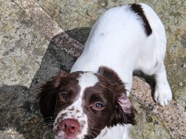 English Springer Spaniels puppies for sale in Coaley Peak, Gloucestershire - Image 3