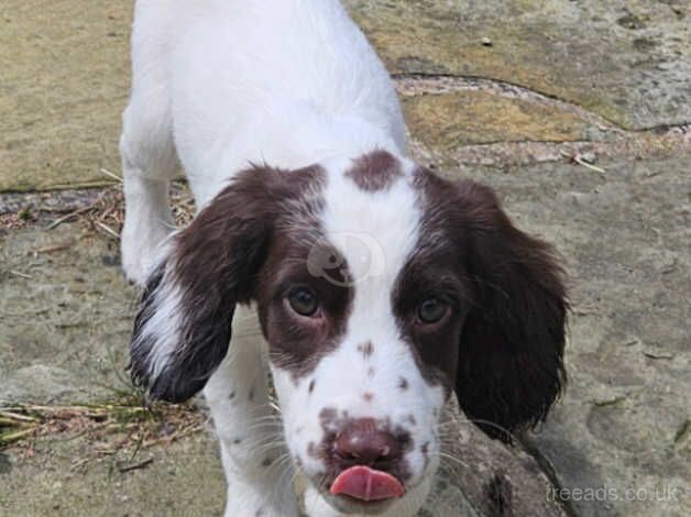 English Springer Spaniels puppies for sale in Coaley Peak, Gloucestershire - Image 4