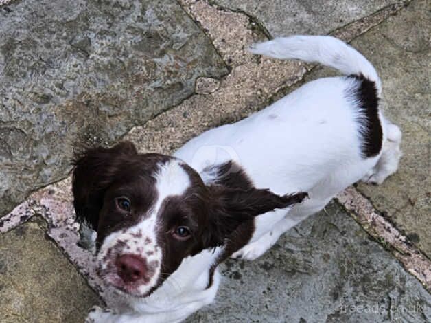 English Springer Spaniels puppies for sale in Coaley Peak, Gloucestershire - Image 5