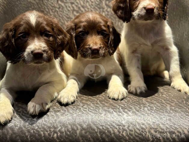 Springer Spaniel Puppies For Sale