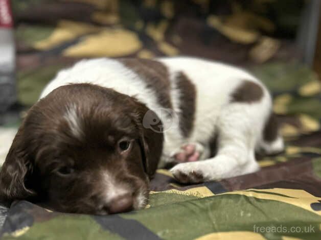 ESS Puppies for sale in Ely, Cardiff