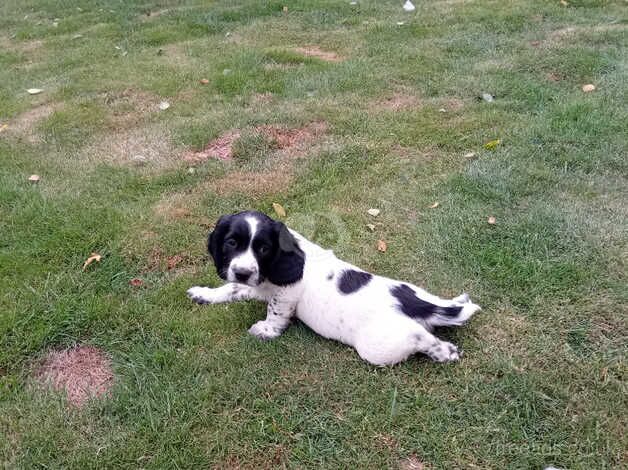 Ess puppies for sale in Newark, Orkney Islands - Image 1