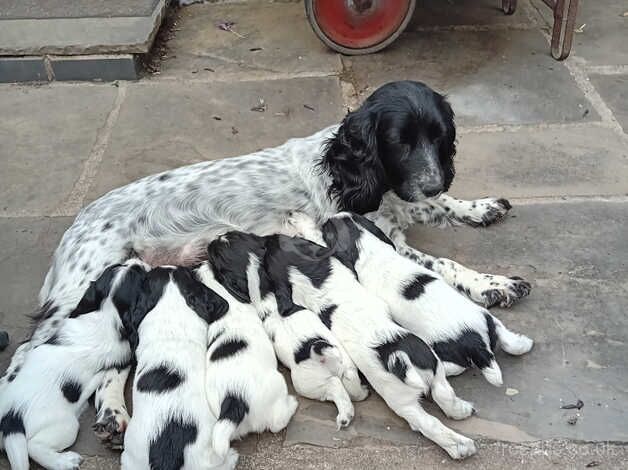 Ess puppies for sale in Newark, Orkney Islands - Image 2