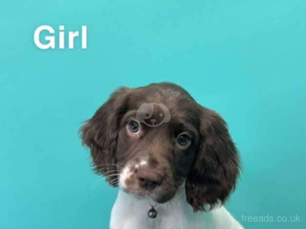 Excellently bred springer spaniel puppies for sale in Wisbech, Norfolk