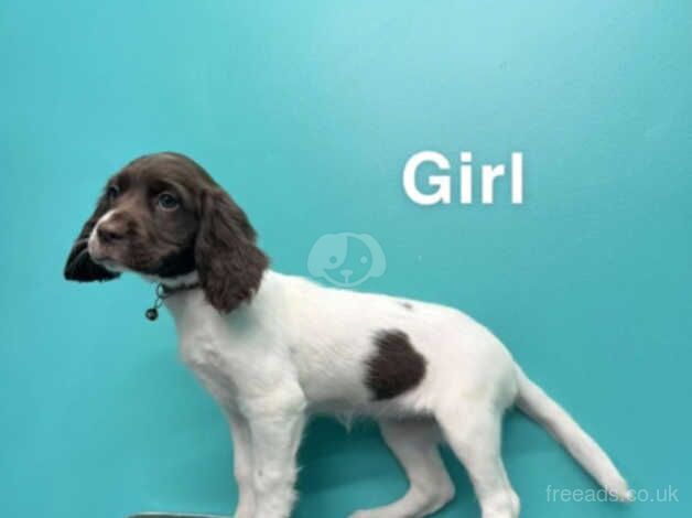 Excellently bred springer spaniel puppies for sale in Wisbech, Norfolk - Image 2