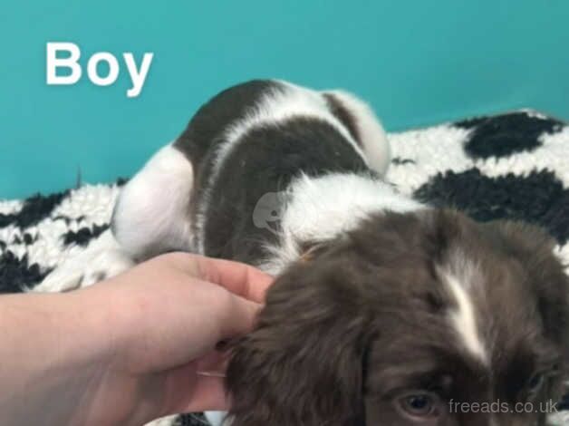 Excellently bred springer spaniel puppies for sale in Wisbech, Norfolk - Image 4