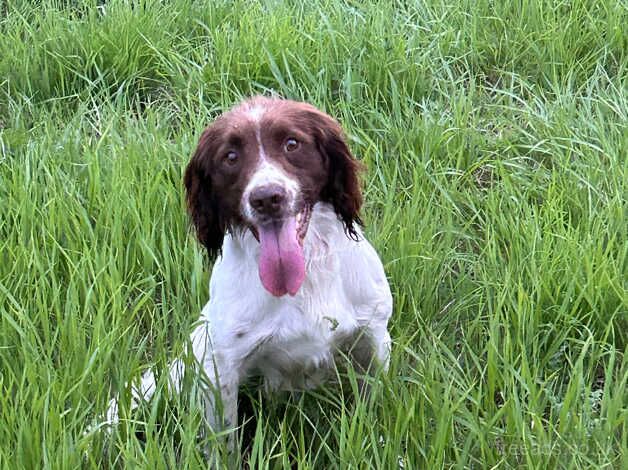 Excellently bred springer spaniel puppies for sale in Wisbech, Norfolk - Image 5