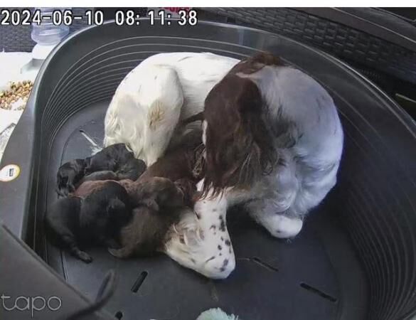 F1 Sproodle springer x mini poodle puppies for sale in Blackpool, Lancashire