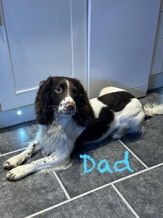 Fabulous and stunning English springer puppies for sale in Hadfield, Derbyshire - Image 3