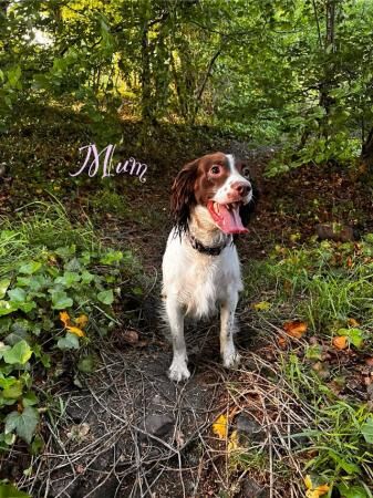 Fabulous and stunning English springer puppies for sale in Hadfield, Derbyshire - Image 4