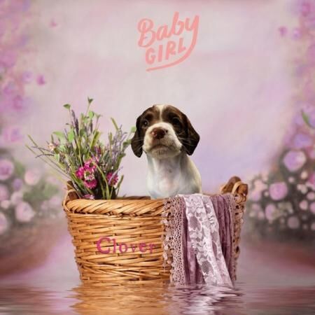 Fabulous and stunning English springer puppies for sale in Hadfield, Derbyshire - Image 5