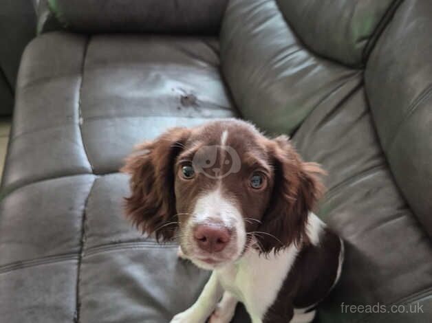 Female 16 weeks old for sale in Barnet, Barnet, Greater London