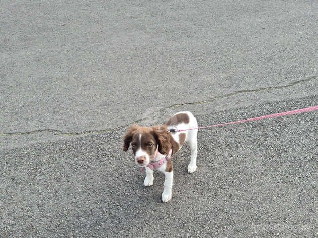 Female 16 weeks old for sale in Barnet, Barnet, Greater London - Image 3