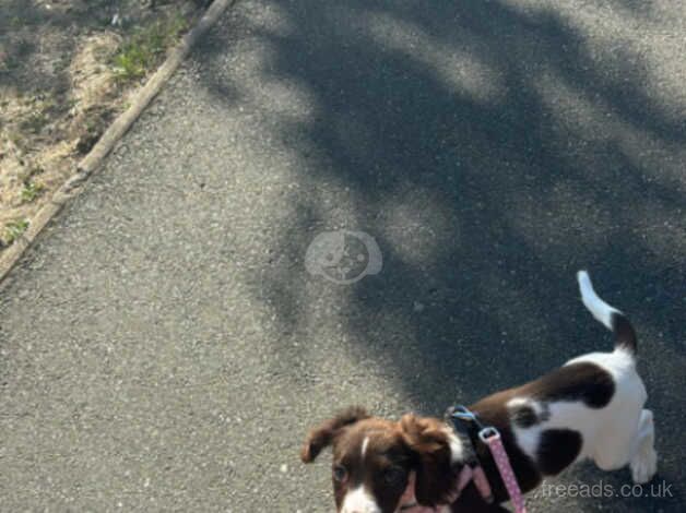 Female 16 weeks old for sale in Barnet, Barnet, Greater London - Image 4