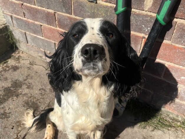 female english Springer spaniel for sale in Rossendale