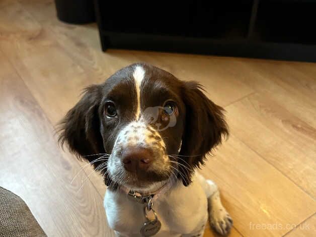 Female Springer Spaniel Puppy for sale in Leeds, West Yorkshire