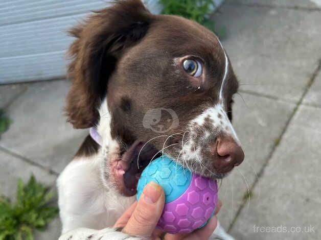 Female Springer Spaniel Puppy for sale in Leeds, West Yorkshire - Image 2