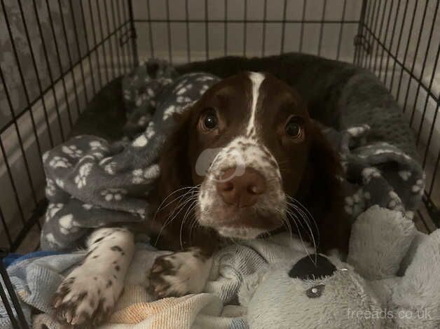 Female Springer Spaniel Puppy for sale in Leeds, West Yorkshire - Image 3