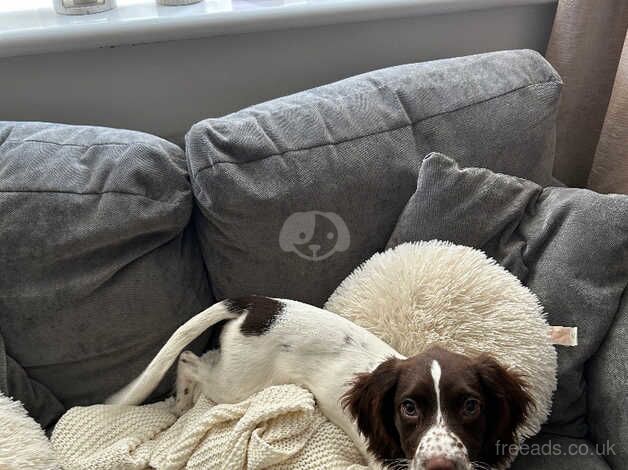 Female Springer Spaniel Puppy for sale in Leeds, West Yorkshire - Image 4