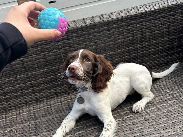 Female Springer Spaniel Puppy for sale in Leeds, West Yorkshire - Image 5