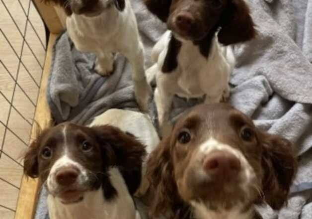 Four female English springer spaniel puppies! for sale in Plymouth, Devon